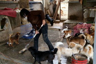 爱心女教师收养160只流浪狗 一个月花费上万给狗喂饭
