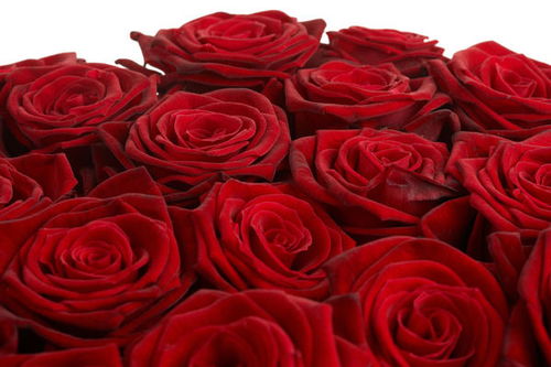 玫瑰花的特点,玫瑰花的特点和外形、颜色
