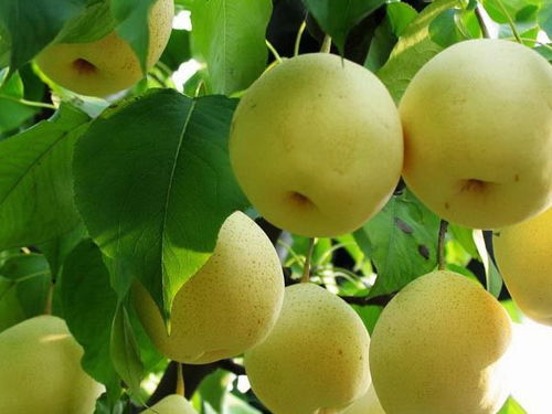 梨树品种介绍,东北什么梨树长得高？