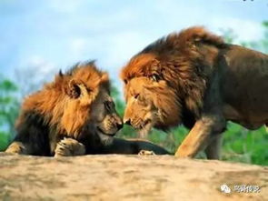 巴巴里狮子的历史与灭绝过程 