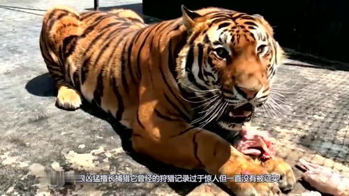 秒杀狮子的巨型老虎到底长什么样 身高接近1.8米太凶猛了 