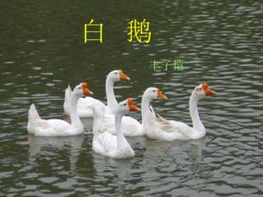 白鹅白冷知识</title>
<meta name=