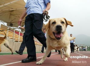 北京两百警犬上岗执勤安检 伙食费每天20元 