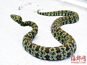 入冬在即 福州多人被毒蛇咬伤 