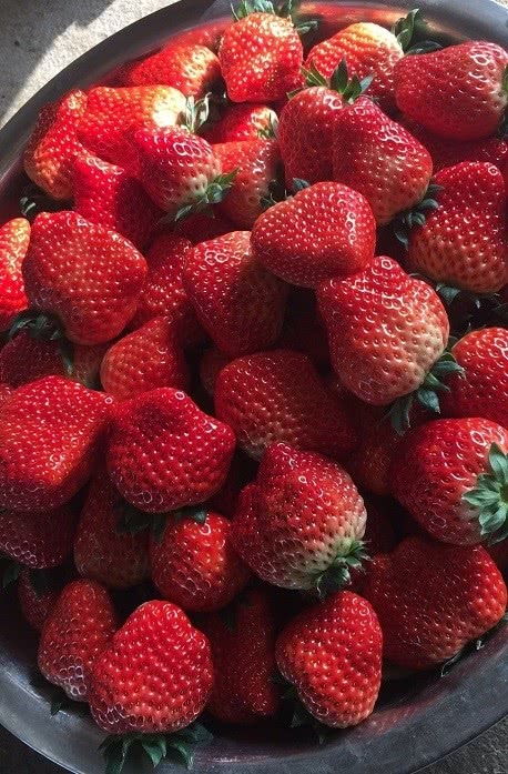果小东采摘句容草莓,草莓鲜嫩 香甜非常好吃