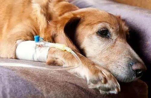 福州千宠百爱宠物医院 狗狗得了胰腺炎怎么办 怎么治疗