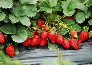 9月份能买到草莓吗 九月份能买到草莓吗