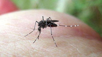 蚊子专爱挑哪类人下嘴 原来蚊子想吃的不是血