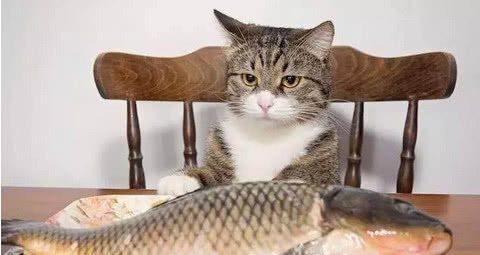猫咪最喜欢吃的四种食物 鱼只能勉强上榜,第一有点残忍