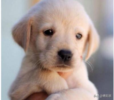 最可爱的小狗,最可爱的小狗品种排名