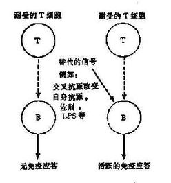 T+1是什么机制？