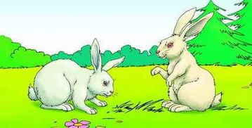 我家养了只小兔,我给它喂了白菜,结果才知道兔子不能吃白菜,今天早上就看到它不会动了 