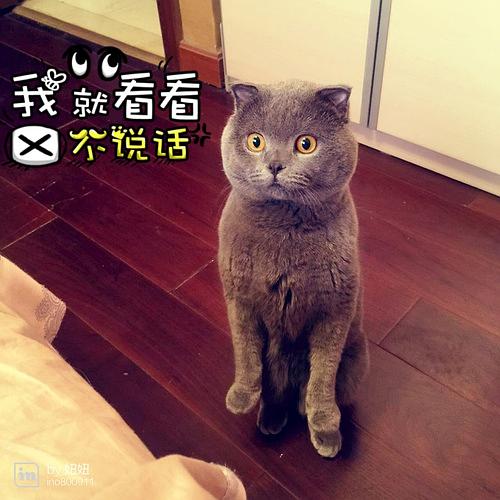 蓝色种公北京地区便宜配猫 