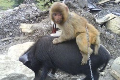 猴子俘获一只小猪当坐骑,小猪每天驮着猴子去偷吃,两活宝太可爱