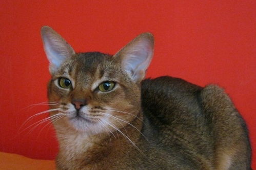 全世界公认的猫中帝王 阿比西尼亚猫,你喜欢吗
