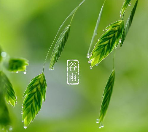 谷雨节气 4月20日 5月5日,生肖鸡顺顺利利,运势提升