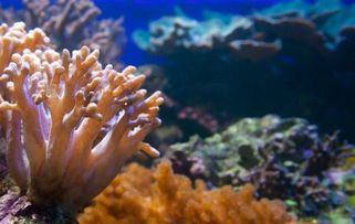 珊瑚是藻类植物吗,珊瑚有大量共生什么藻？