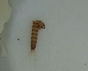 这是什么虫子啊 床单下面有好多,吓死人了 
