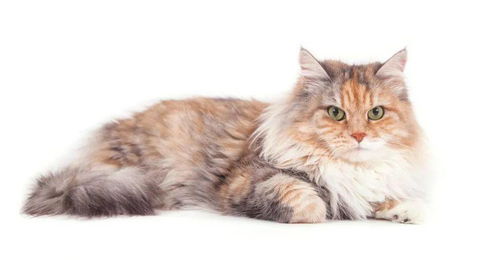 谁说过敏不能养猫 内含几种低过敏性猫咪品种