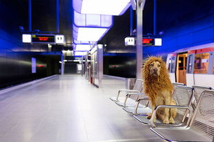 德国流浪狗被收养 活出狮子的高度 