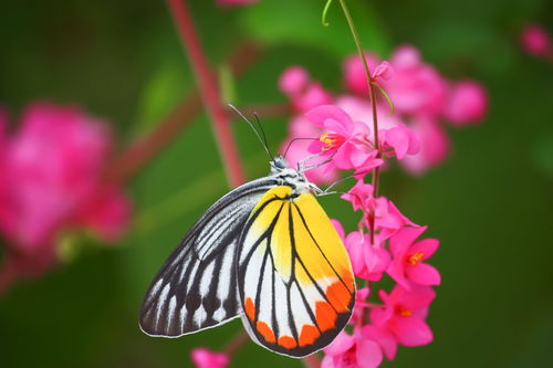 有哪些关于蝴蝶的古诗？