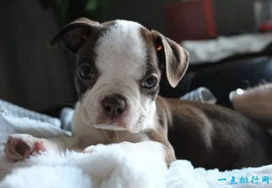 世界上最小的狗品种top10 你有见过吗 