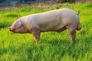 种公猪饲养要注意哪些,养猪人如何做好肥猪、种猪的保健管理工作