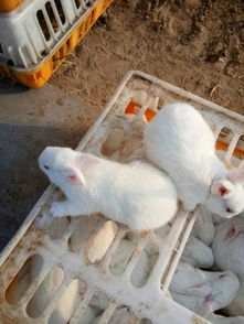养兔人对农民散户养殖兔子的忠告及建议,值得收藏 