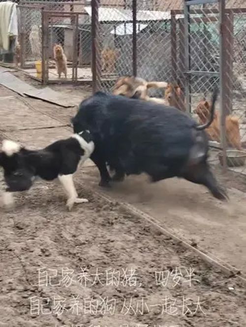 狗胖哥在农村养猪养狗每天的快乐生活 万物皆有灵性 记录真实生活 同城热点 善待动物关爱生命 实景拍摄 