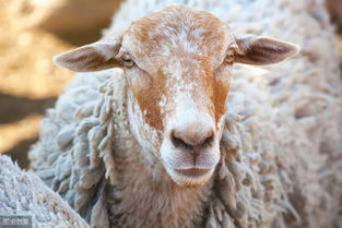 新手养羊怎么看 羊病 个体检查法 群体检查法