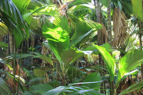 热带雨林植物有哪些,热带雨林中带有微毒和刺的植物