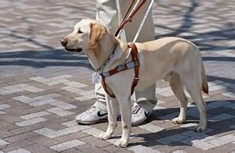 导盲犬是什么类型的狗 导盲犬有哪些本领