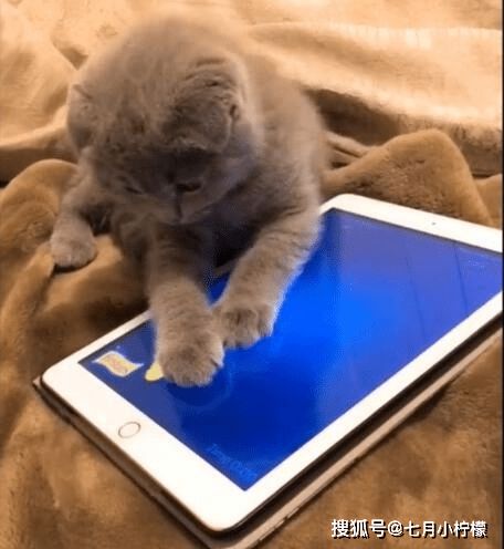 猫咪3个月没吃鱼了,看到手机屏幕里的鱼,终于忍不住下手了
