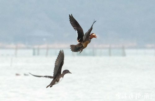 太壮观 宁波这片水域有上千只野生鸳鸯 时而展翅高飞,时而悠哉戏水