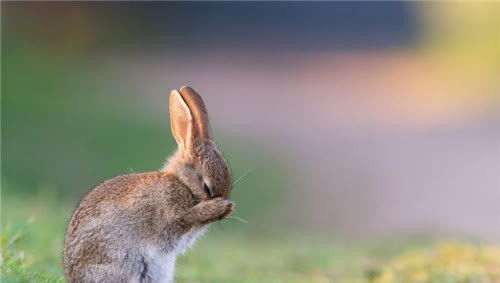 数亿只兔子折磨澳大利亚百年,网友 交给吃货行吗 并非这么简单