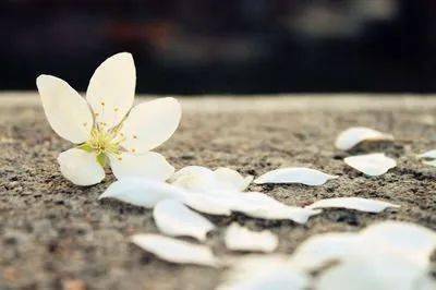 朗诵 落花如雨,思念成河