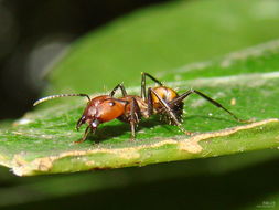 蚂蚁的外形特征