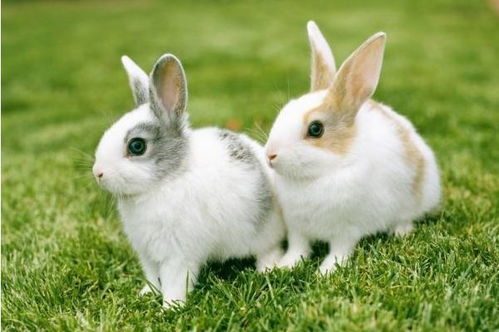 属兔的人在这几月出生,天生好命富贵多金,再不要说属兔人命不好