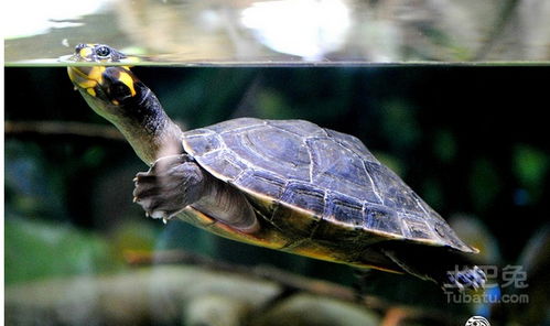 黄头侧颈龟价格 怎么养 吃什么 能长多大 寿命 土巴兔家居百科 