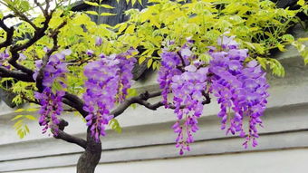 紫藤花多久开花种植多久能开花,普罗旺斯紫藤几年开花？