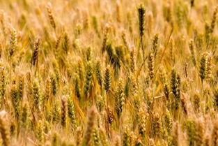 麦子一年可以种两季吗