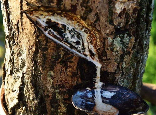 别碰 可致皮肤过敏 这种 野漆 山里很常见,有必要了解它