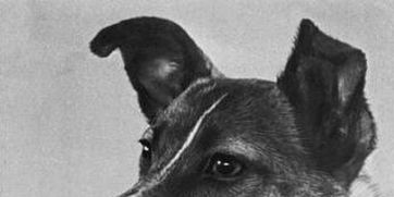 首只太空狗莱卡60周年 从流浪狗到苏联太空里程碑