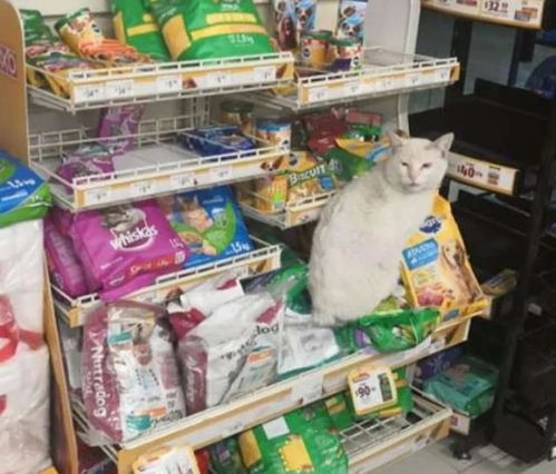 断尾流浪猫在超市门前骗吃骗喝,最后 直接骗到了一个家