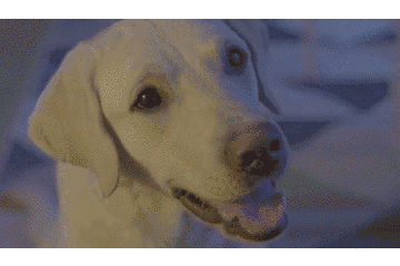 有一种爱可以轮回,宠物克隆公司希诺谷上线感人视频 
