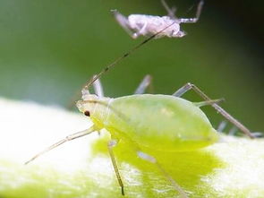棉花蚜虫怎么防治,毒死蜱能杀蚜虫吗