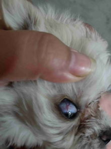 狗狗眼睛里面有一条红红的,像虫子一样的是什么 