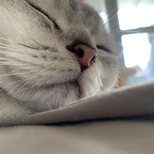 猫咪睡觉时一个鼻孔会流鼻涕,是怎么回事 