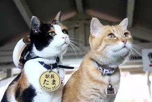 猫咪站长小玉的故事 一只喵星人,拯救了一座日本火车站 带给了许多人欢乐和心灵的慰藉 