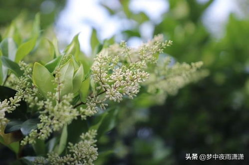 暗香浮动,天秤座